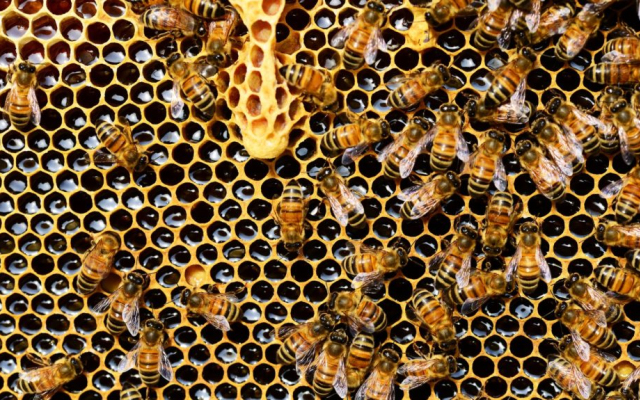 AM: a méhészet az agrárium egyik legfontosabb ágazata | Hírek | infoGyőr